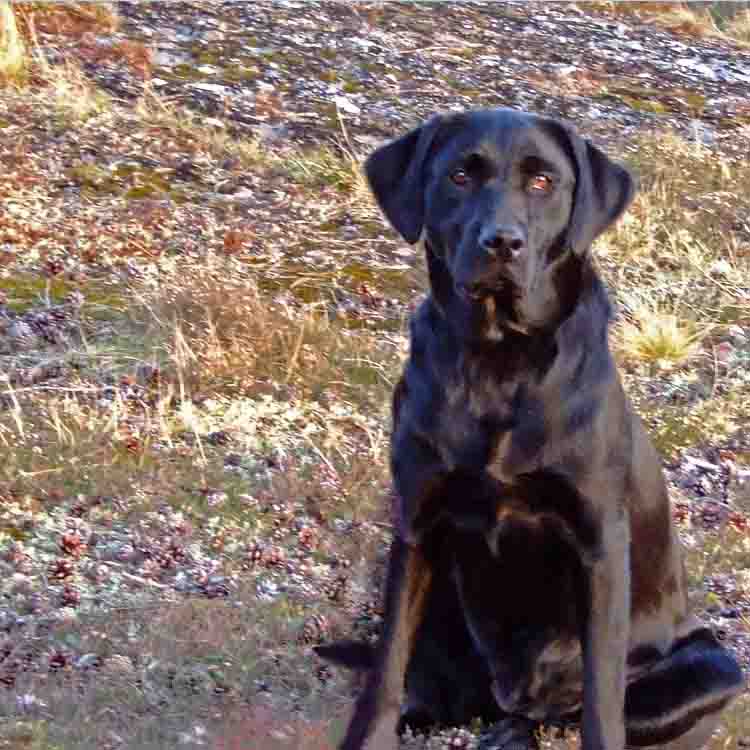 Most Dog-friendly Cottages